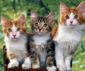 Pansion za mačke veterinar beograd