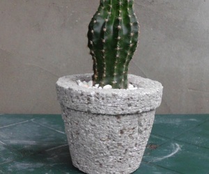 Kaktus echinopsis eyriesii