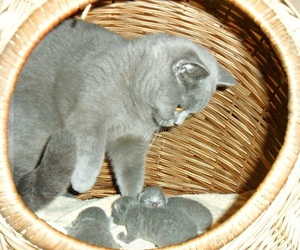 British shorthair blue cat