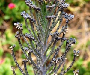 Retki sukulent - kalanchoe tubiflora