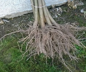 Paulownia (sadnice paulovnije)