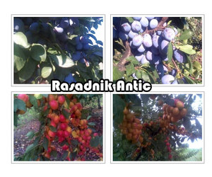 Sadnice voća za jesenju sadnju