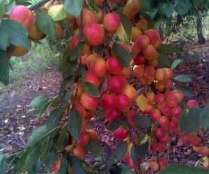 Rezervacija sadnica voća za jesen 2018