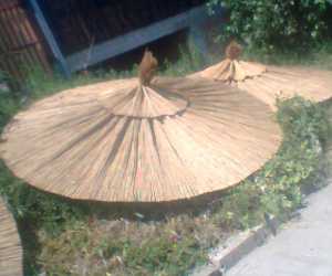 Pletena trska pogodna za ogradjivanje, suncobrane i lake krovove