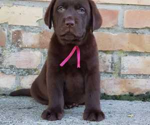 Stenad labrador retrivera