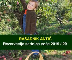 Rezervacija sadnica voća jesen 2019 - rasadnik antić
