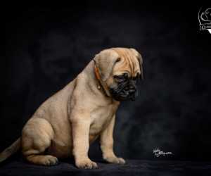 Odgajivačnica bullmastiff-a home of guardians