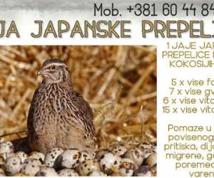 Jaja japanskih prepelica (oplodjena)