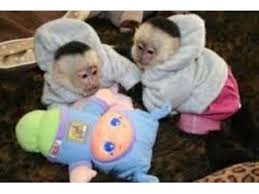 Baby majmuni kapucini na usvajanje.