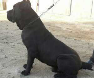 Cane corso stenci 