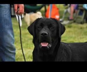 Labrador  retriveri 