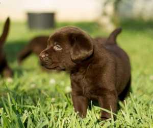 Labrador retriver prelepi štenci