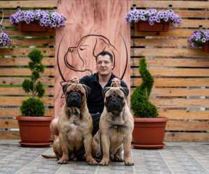 Odgajivačnica bullmastiff-a home of guardians