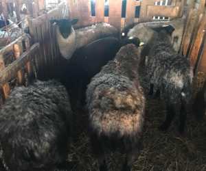Romanovske ovce umatičene na prodaju