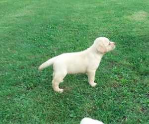 Labrador  štenci  vrhunskog porekla