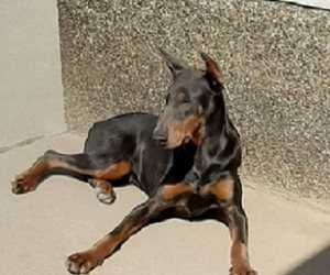 Doberman zenka