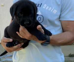 Labrador retriver vrhunski štenci