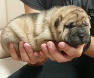 Shar pei stenci 