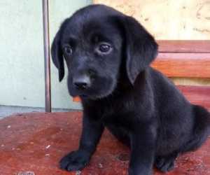 Labrador retriver, žensko štene