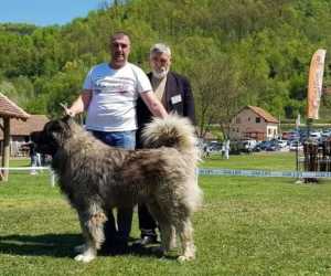 Kavkaski ovcar stene vrhunskog kvaliteta