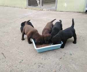 Labrador retriver štenci 