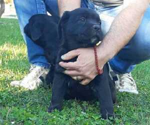 Cane corso