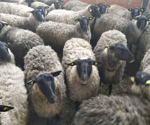 Romanovske umaticene ovce