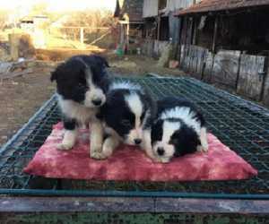 Border collie stenci