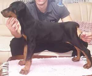 Doberman muško štene