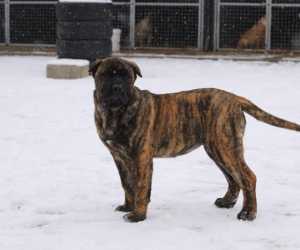 Presa canario stenci 