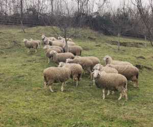 Stado ovaca na prodaju