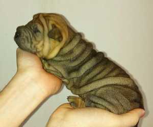 Shar pei štenci 