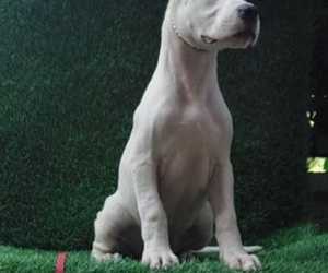 Dogo argentino ženke od odličnih roditelja