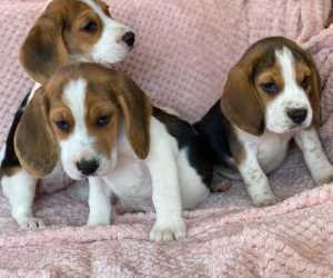 Ljubavno naglasni štenc beagle dostupan