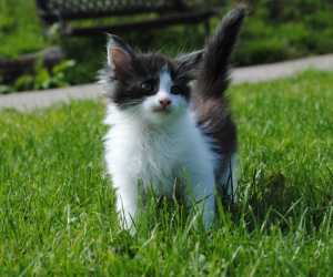 Mačići maine coon black tabby