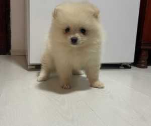 Pomeranac boo krem zensko stene - lilly