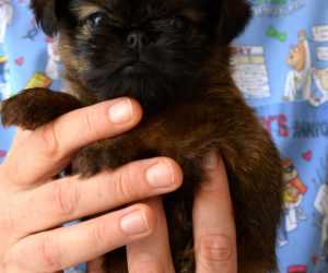 Brussels griffon ( briselski griffon )