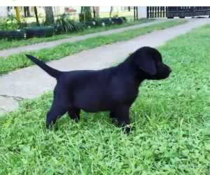 Labrador retriver,  štenci