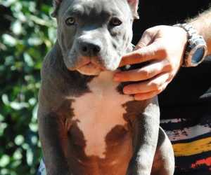 American bully