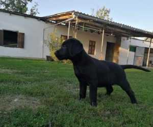 Labrador retriver 