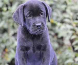 Labrador retriver