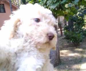 Lagotto romagnolo