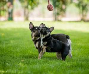 Francuski buldog, muško štene