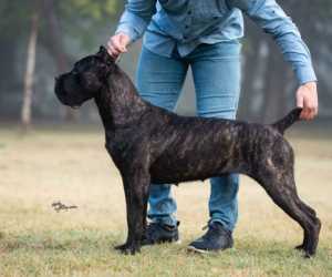 Cane corso stenci iz odg. nubilium