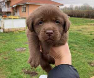 Vrhunski štenci čokoladnog labradora na prodaju