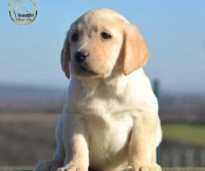 Labrador retriver - novo leglo 