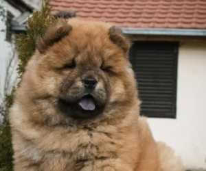 Chow chow stenci