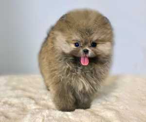 Pomeranac (boo) teacup, patuljasti, profesionalno odnegovani