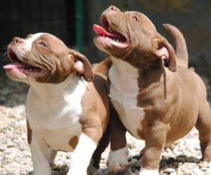 American bully pocket micro