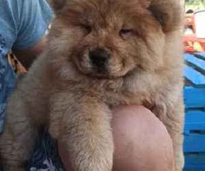 Chow chow zenkica